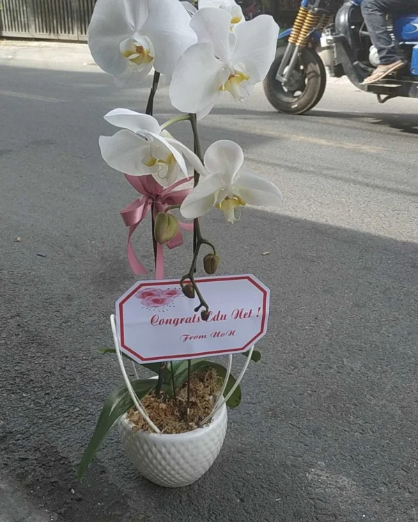 Lan Trắng 1 Cành