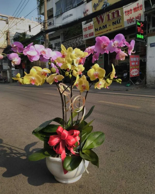Tiến Bước (5 Cành)