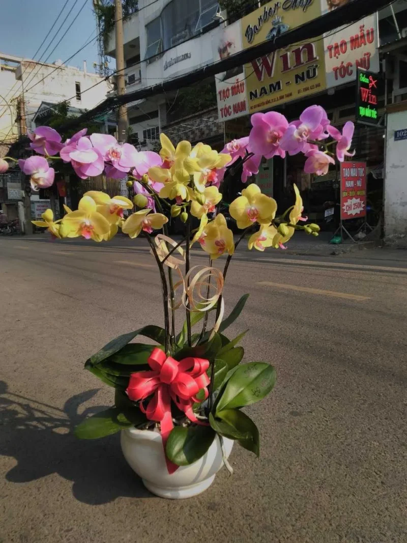 Tiến Bước (5 Cành)
