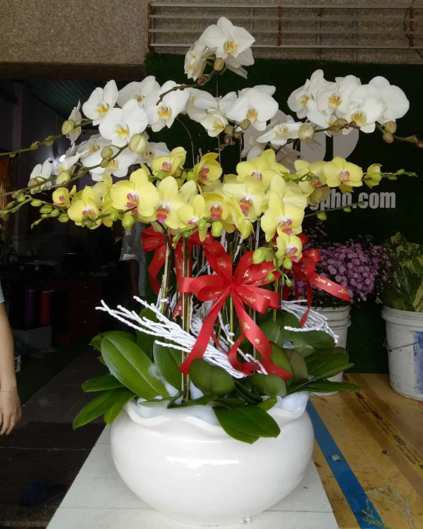 Trang Trọng (20 Cành)