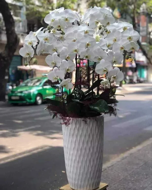 8 Cành Trắng