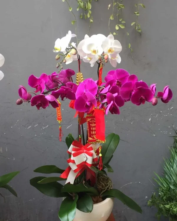 Giản Đơn (5 Cành)