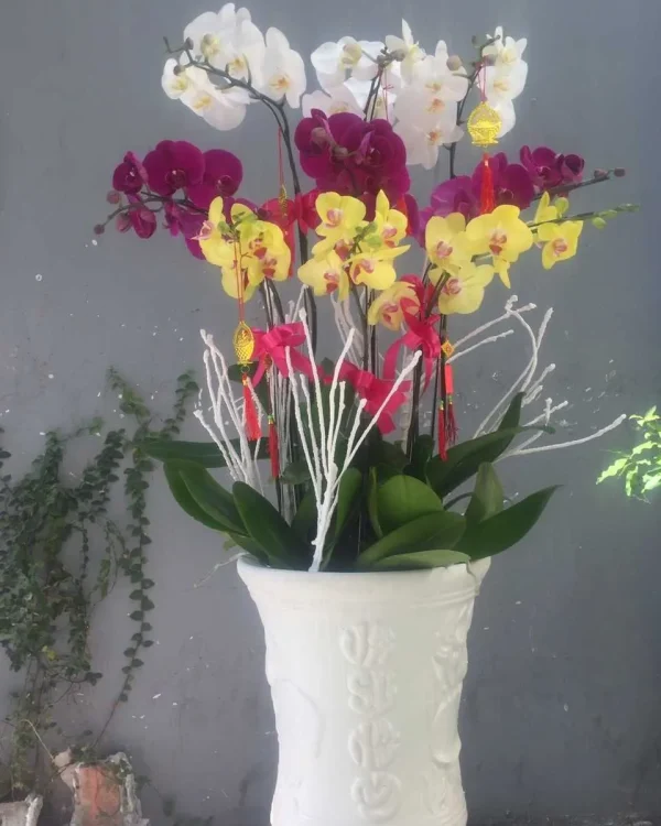 Phối Lan 9 Cành