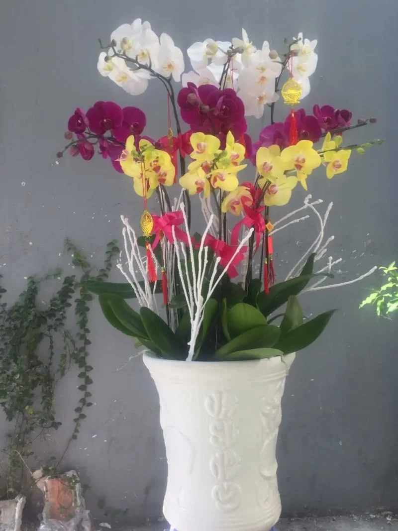 Phối Lan 9 Cành