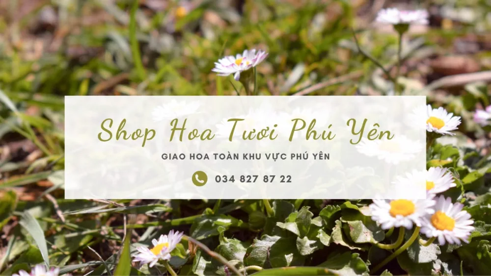 Shop hoa tươi Phú Yên