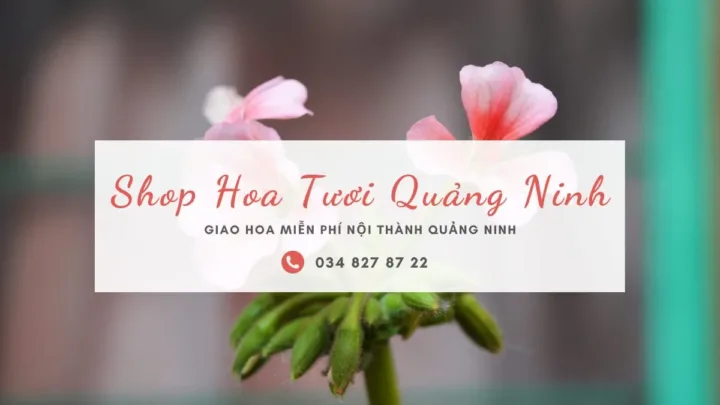 Shop hoa tươi Quảng Ninh
