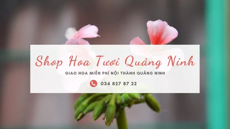 Shop hoa tươi Quảng Ninh