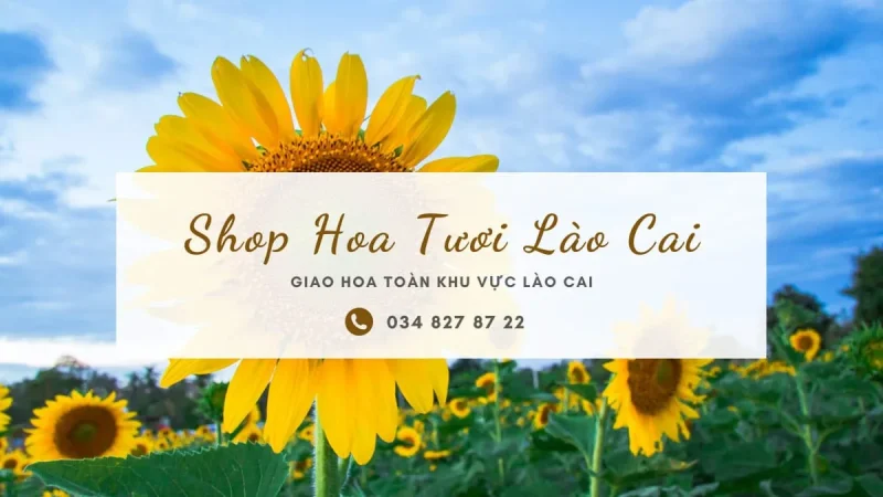 Shop hoa tươi Lào Cai - nơi giao thoa của vẻ đẹp tự nhiên và tình yêu nồng thắm của con người