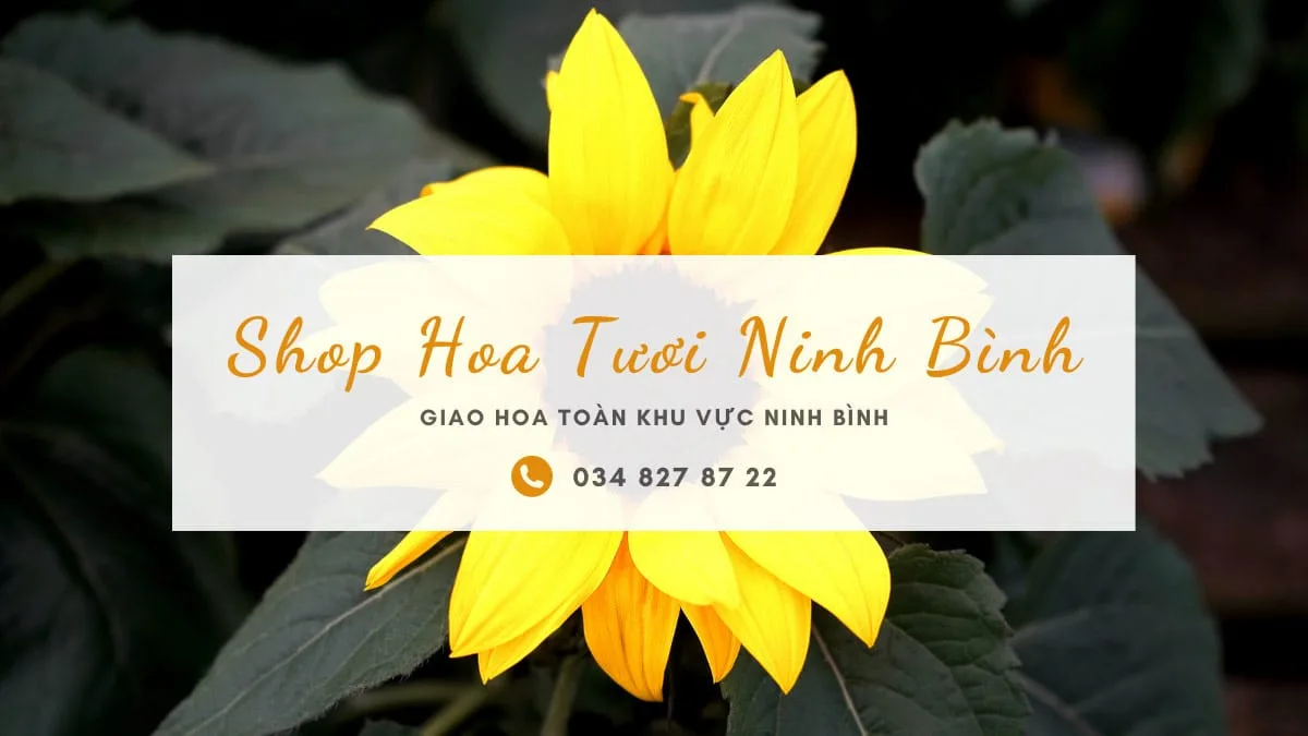 Shop hoa tươi Ninh Bình