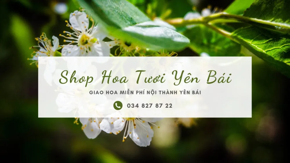 Shop hoa tươi ở Yên Bái