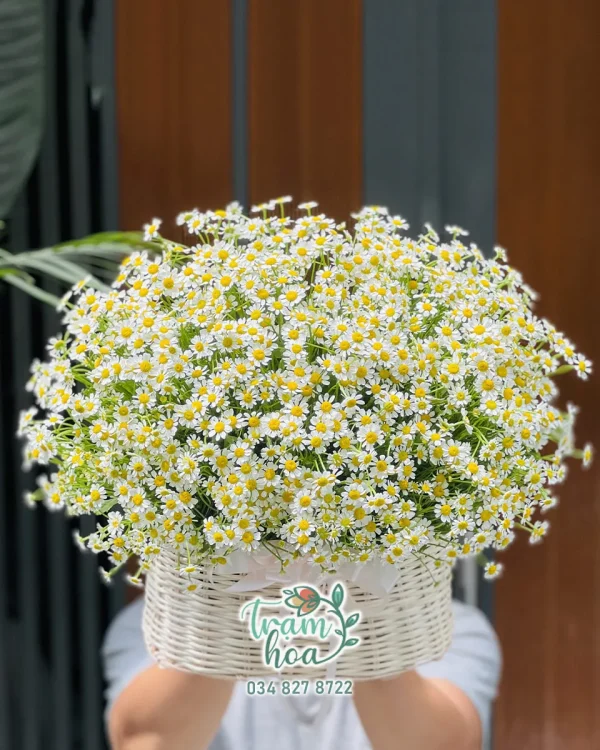 Mộc Mạc