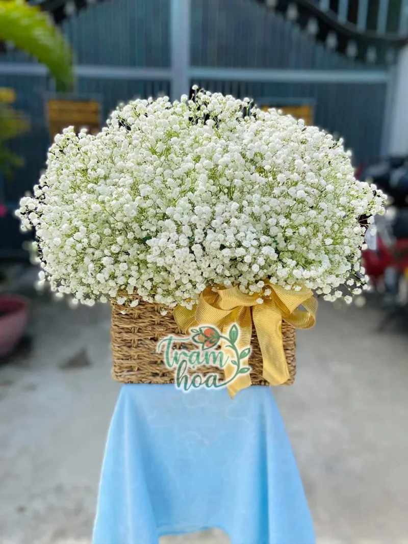 Giỏ hoa baby trắng