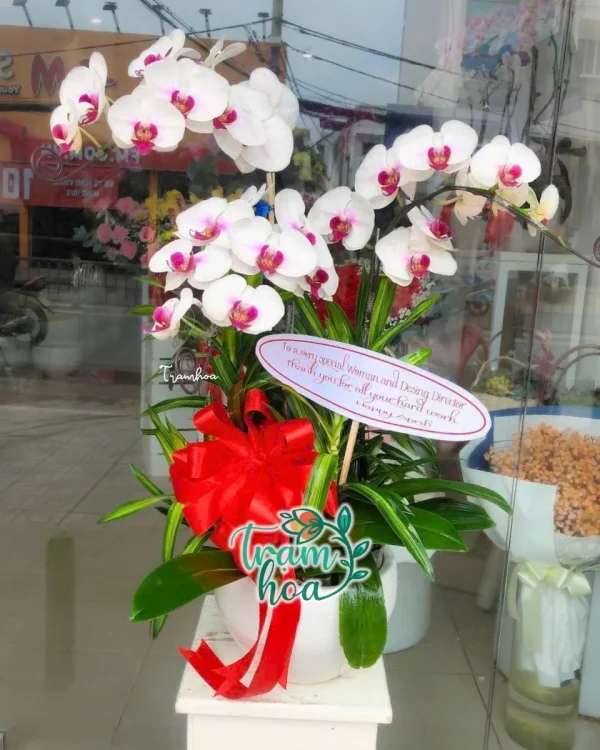 Chậu Lan Hồ Điệp Trắng - Tím L034