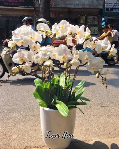10 Cành Trắng