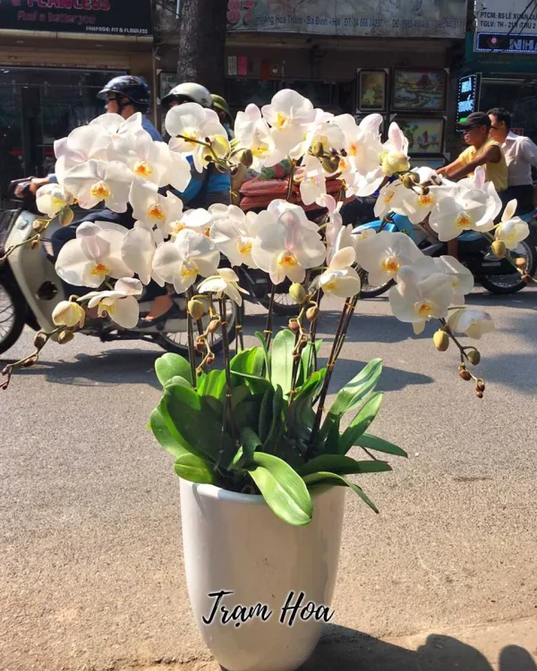 10 Cành Trắng
