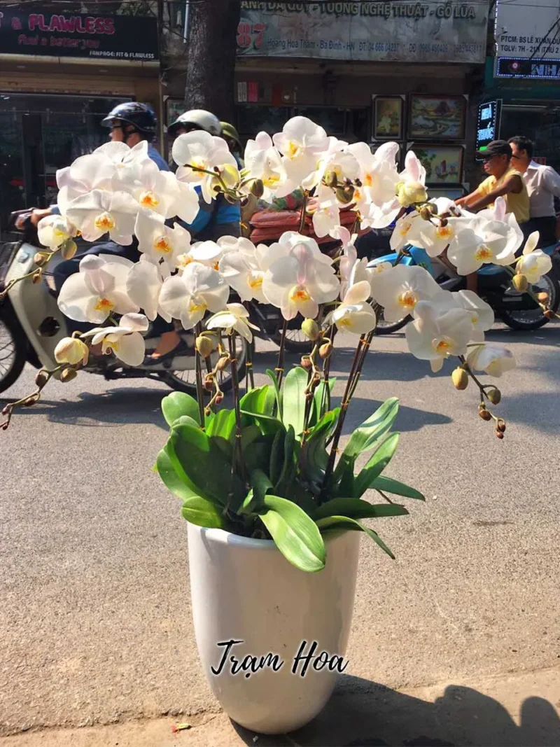 10 Cành Trắng