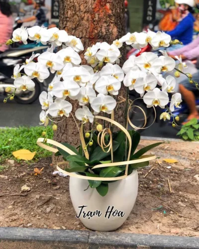 Trắng Tinh (8 Cành)