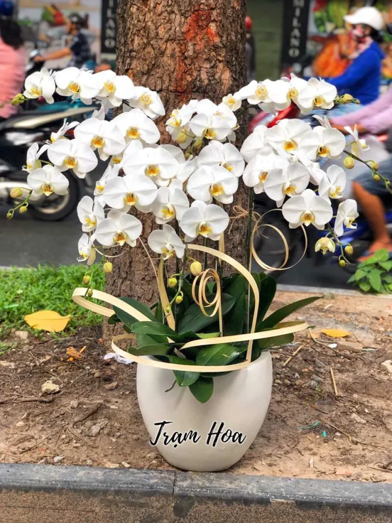 Trắng Tinh (8 Cành)