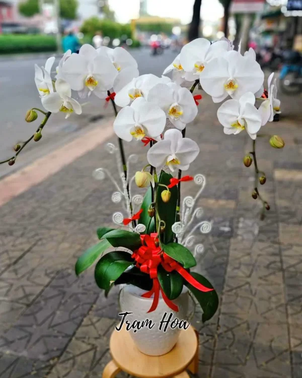 Tinh Khiết (3 Cành)