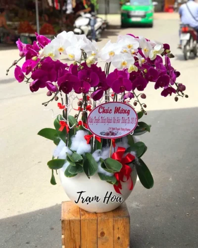 Trắng Tím (12 Cành)