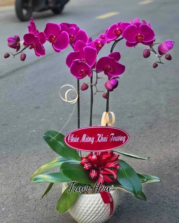 Sắc Tím