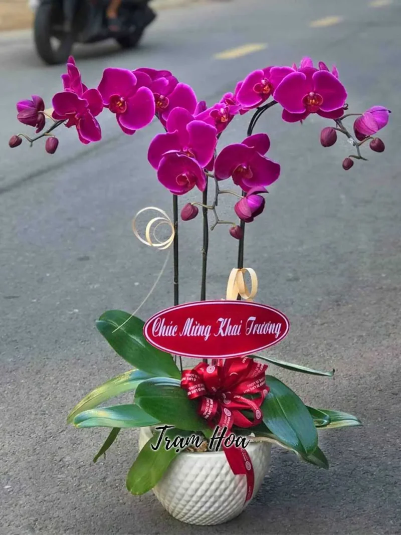 Sắc Tím