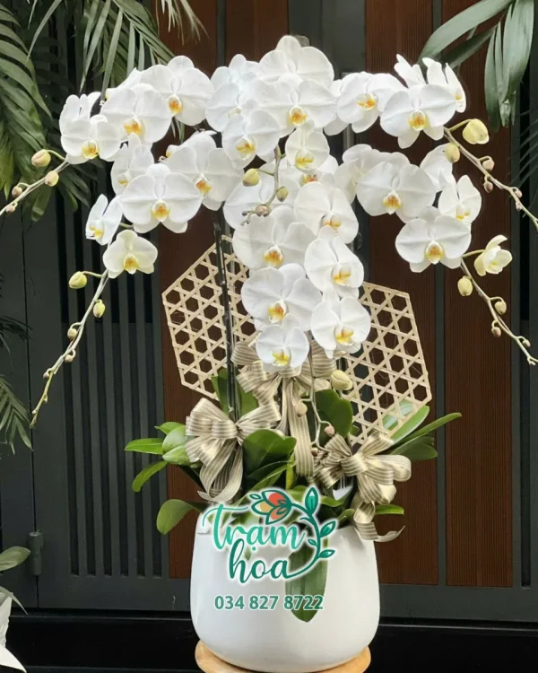 6 Cành Trắng