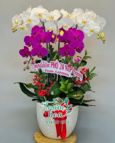 Tinh Hoa
