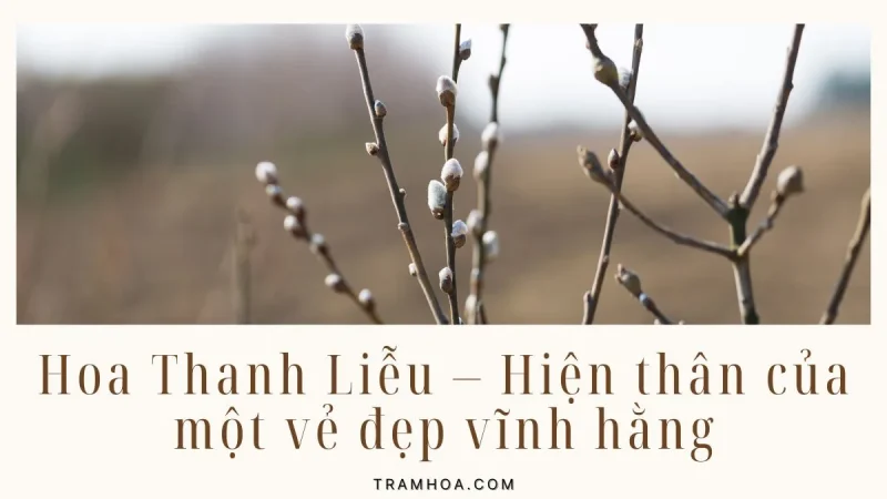 Hoa Thanh Liễu – Hiện thân của một vẻ đẹp vĩnh hằng