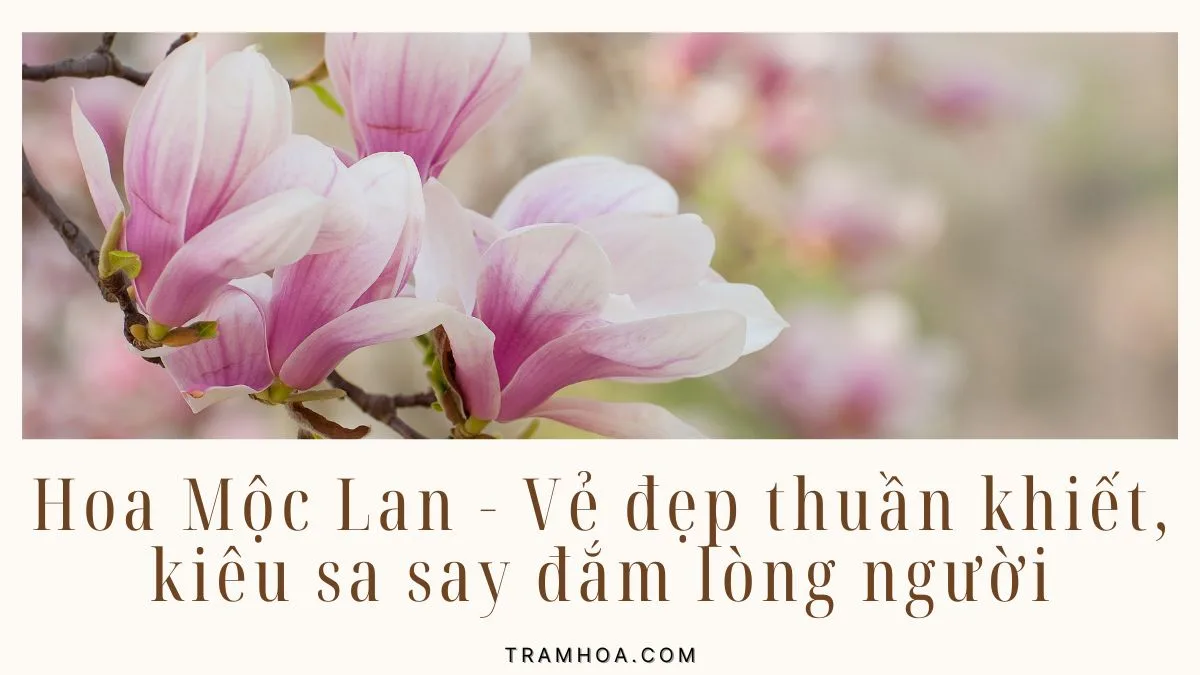 Hoa Mộc Lan - Vẻ đẹp thuần khiết, kiêu sa say đắm lòng người