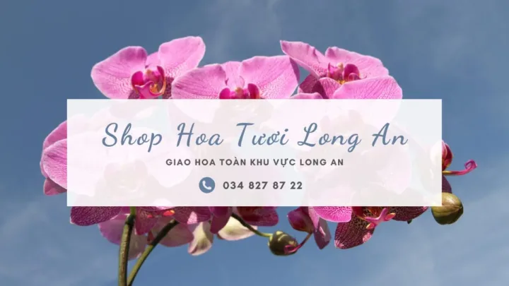 Shop Hoa Tươi Long An