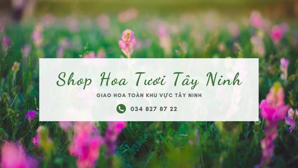 Trạm Hoa Tây Ninh – Shop Hoa Tươi Tây Ninh | Đặt Hoa Online – Giao Nhanh – Mẫu Đẹp 🌸