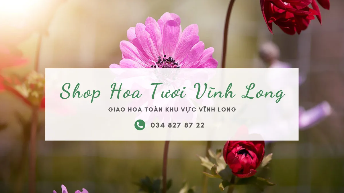 shop hoa tuoi vinh long Shop Hoa Tươi Vĩnh Long