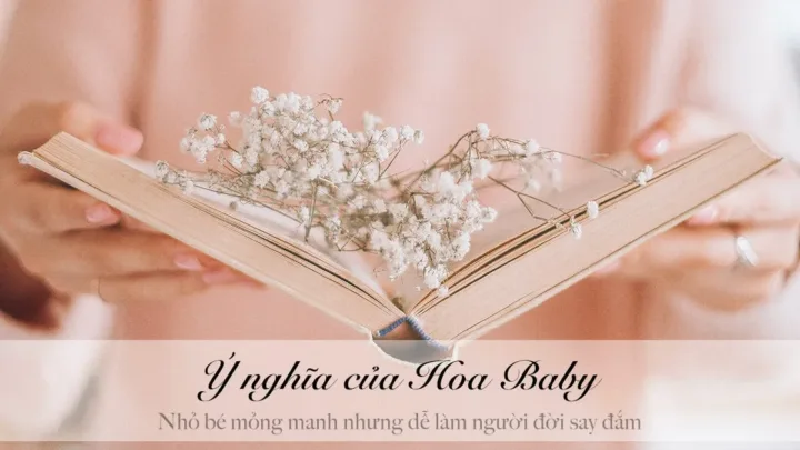 Ý nghĩa của hoa baby