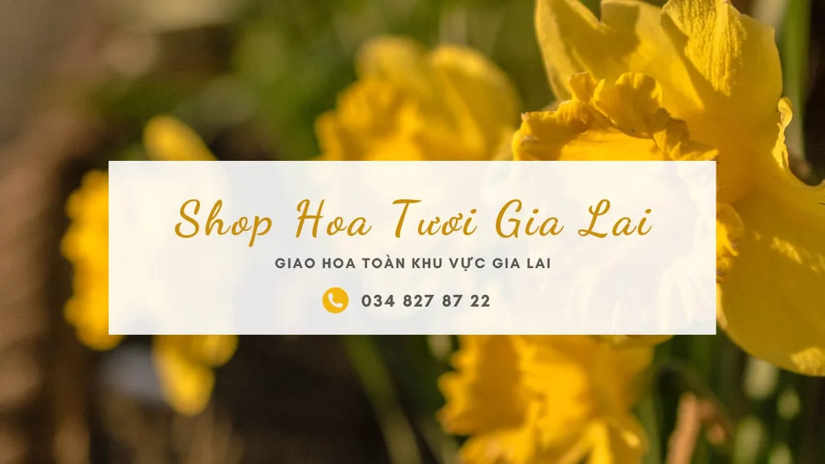 Shop hoa tươi Gia Lai