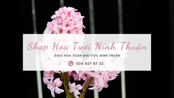 Shop hoa tươi Ninh Thuận