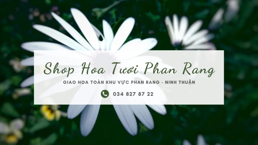 Shop hoa tươi Phan Rang