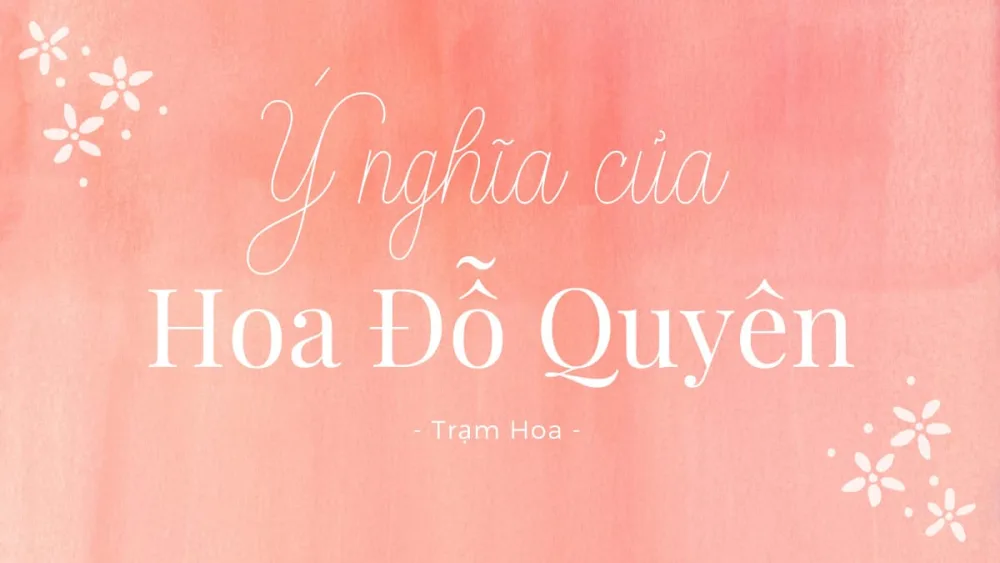 Ý nghĩa của hoa đỗ quyên