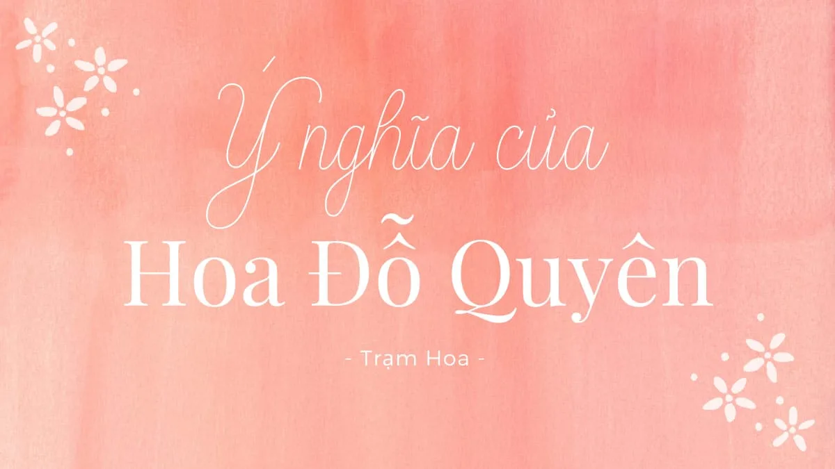 y nghia cua hoa do quyen Ý nghĩa của hoa đỗ quyên