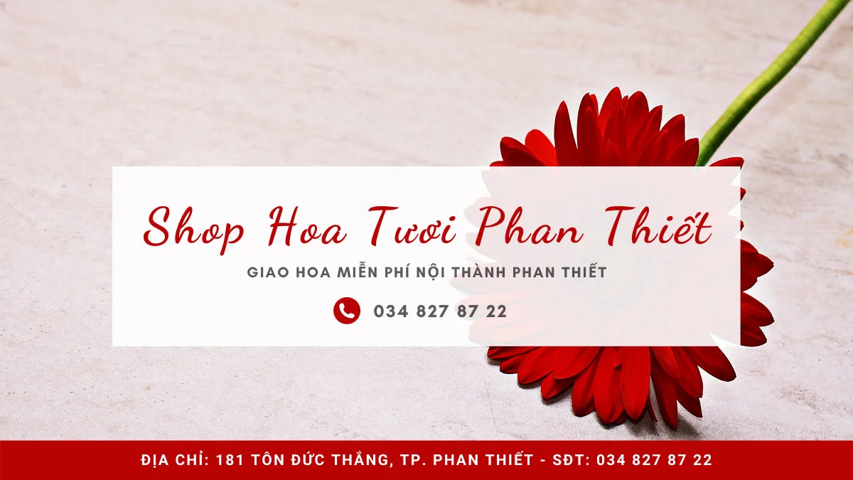 shop hoa tuoi phan thiet Shop hoa tươi Phan Thiết