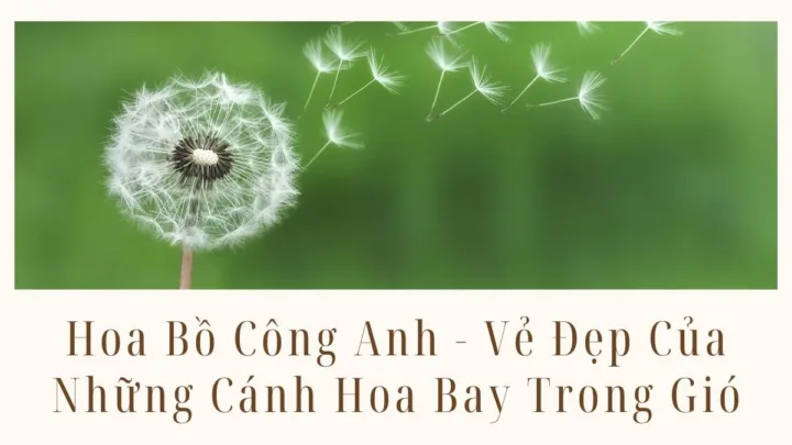 Hoa Bồ Công Anh - Những Cánh Hoa Bay Trong Gió