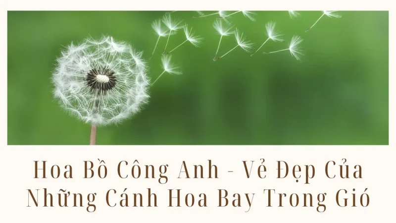 Hoa Bồ Công Anh - Những Cánh Hoa Bay Trong Gió