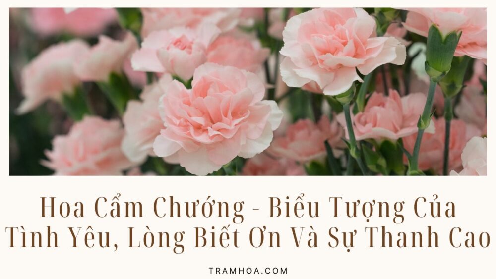 Hoa Cẩm Chướng – Biểu Tượng Của Tình Yêu, Lòng Biết Ơn Và Sự Thanh Cao