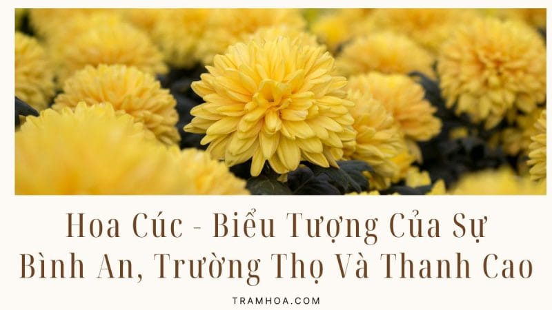 Hoa Cúc - Biểu Tượng Của Sự Bình An, Trường Thọ Và Thanh Cao