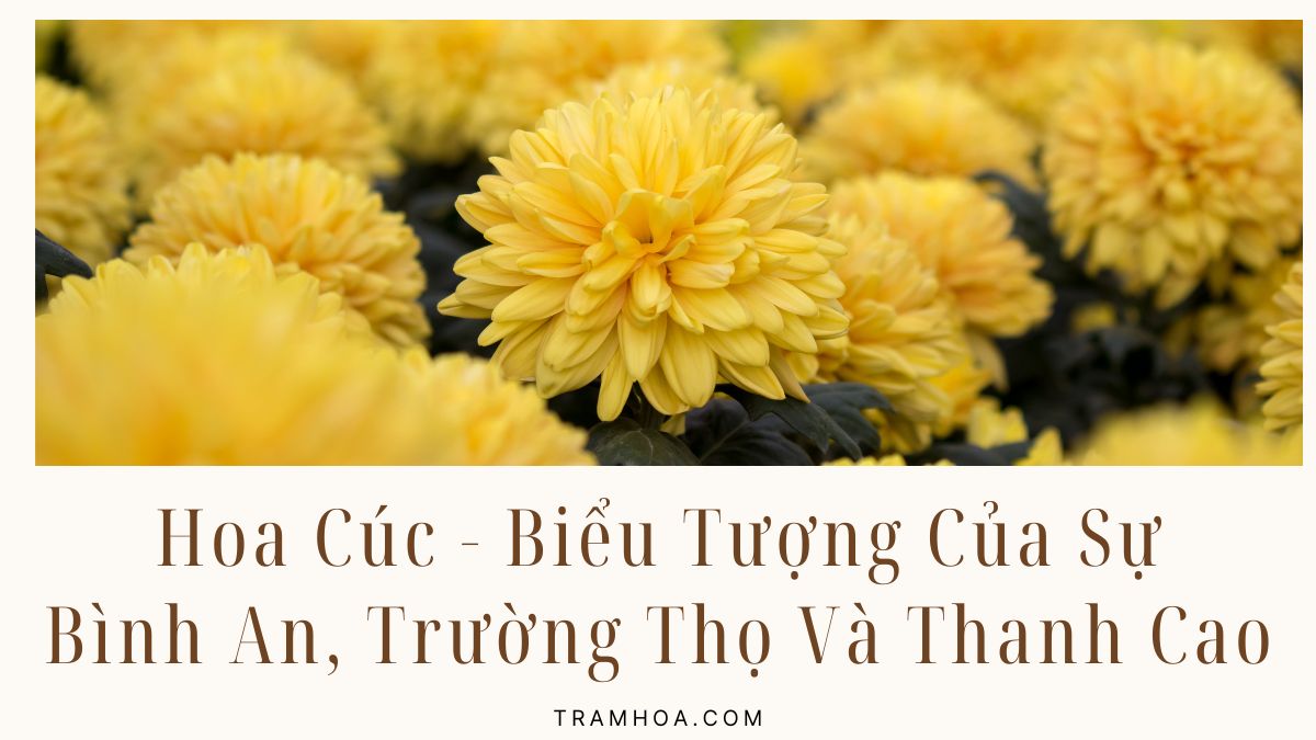 Hoa Cuc Bieu Tuong Cua Su Binh An Truong Tho Va Thanh Cao Hoa Cúc - Biểu Tượng Của Sự Bình An, Trường Thọ Và Thanh Cao