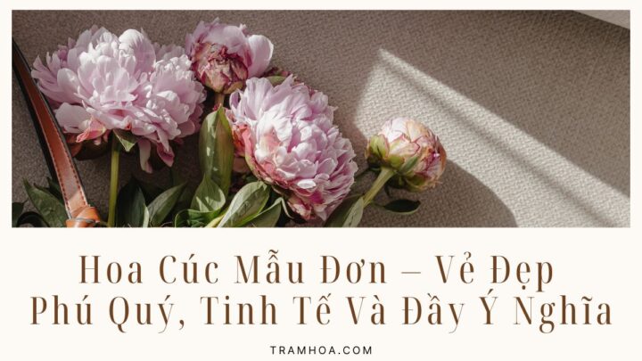 Hoa Cúc Mẫu Đơn – Vẻ Đẹp Phú Quý, Tinh Tế Và Đầy Ý Nghĩa
