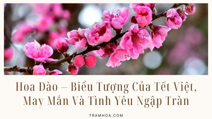 Hoa Đào – Biểu Tượng Của Tết Việt, May Mắn Và Tình Yêu Ngập Tràn