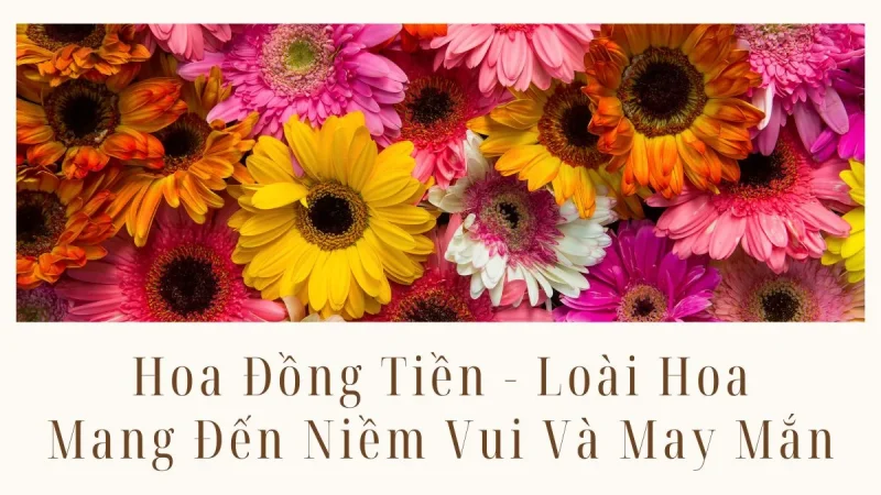 Hoa Đồng Tiền - Loài Hoa Mang Đến Niềm Vui Và May Mắn