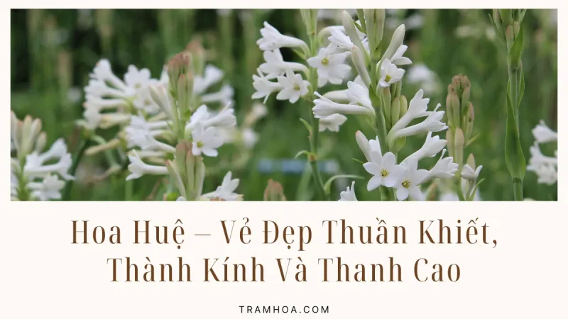Hoa Huệ – Vẻ Đẹp Thuần Khiết, Thành Kính Và Thanh Cao