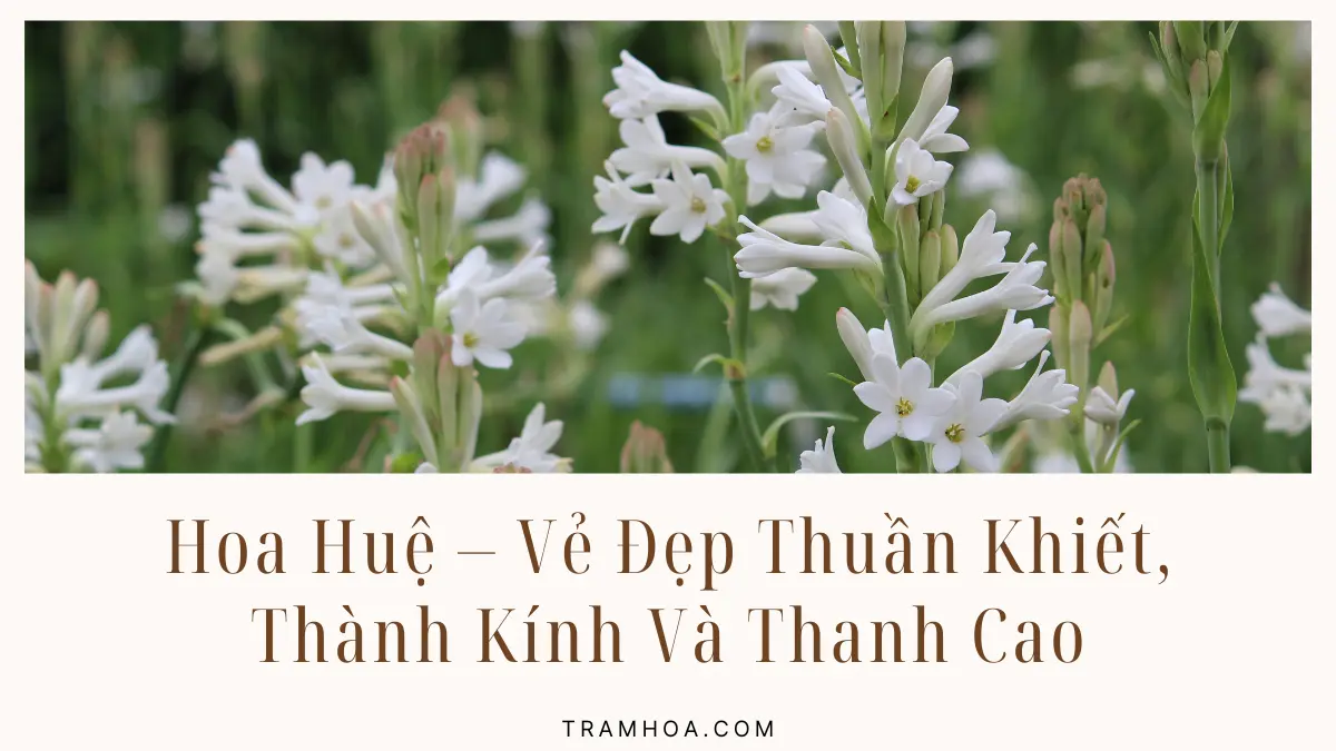 Hoa Hue – Ve Dep Thuan Khiet Thanh Kinh Va Thanh Cao Hoa Huệ – Vẻ Đẹp Thuần Khiết, Thành Kính Và Thanh Cao